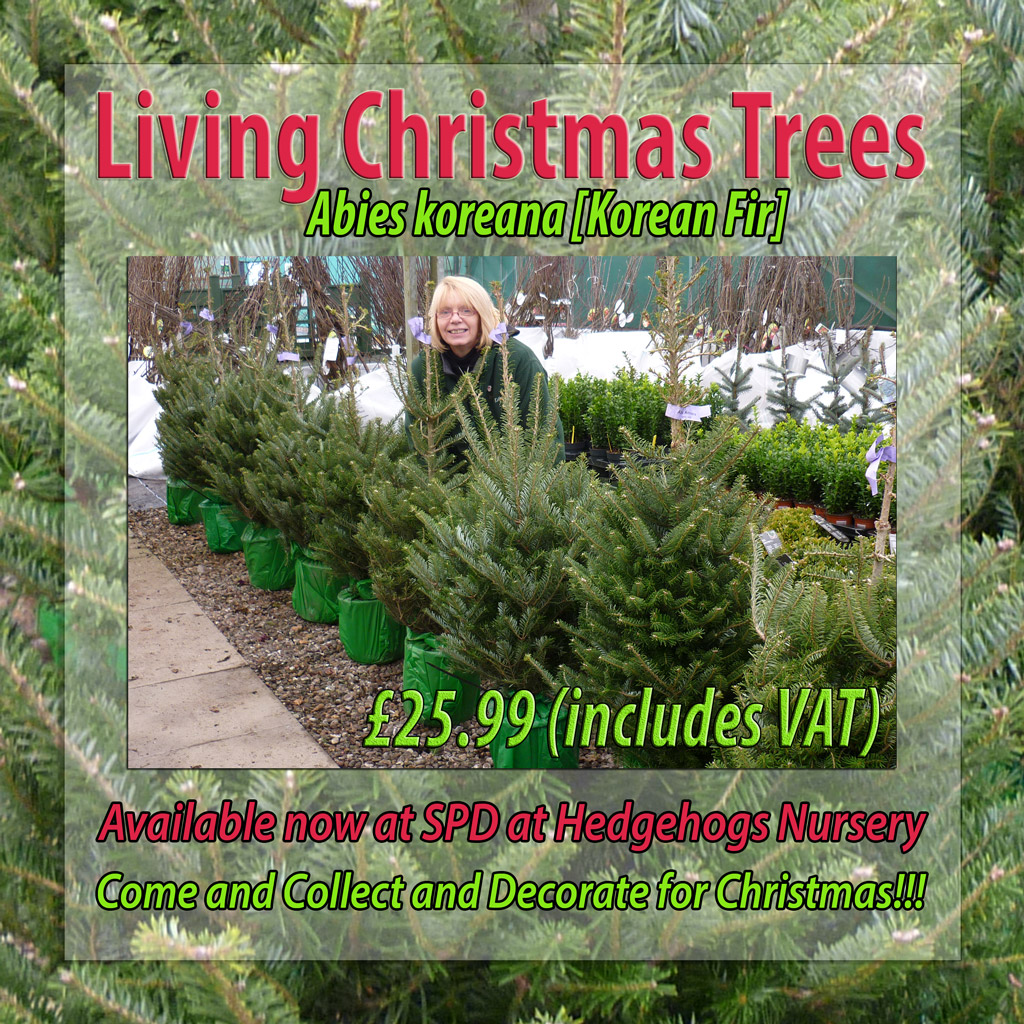Living Christmas trees
