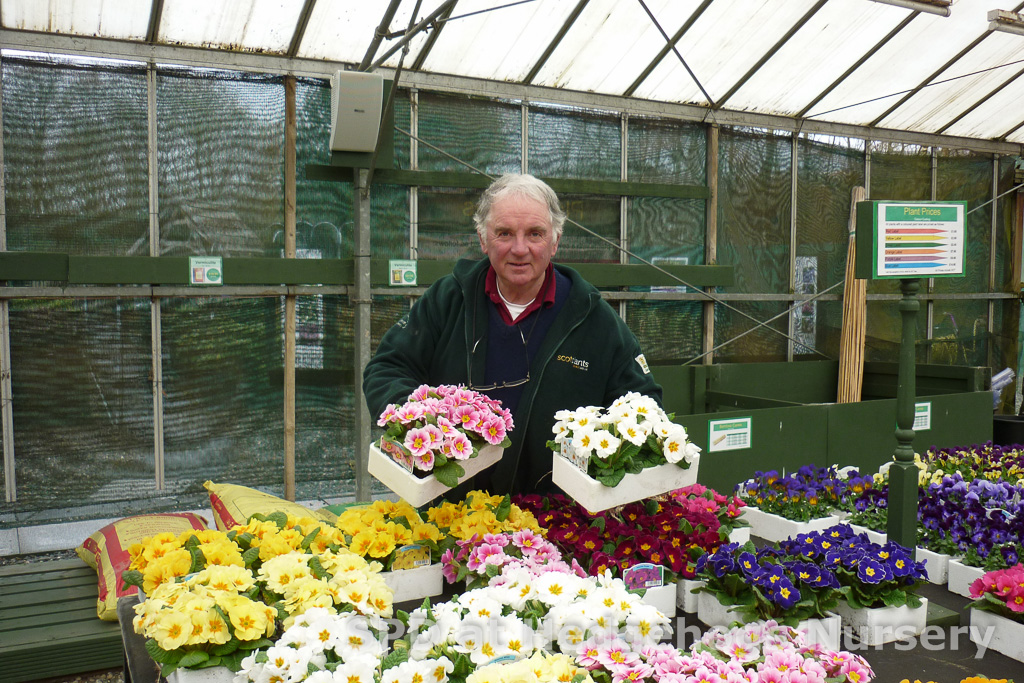 pansies & primulas from Scot Plants Direct