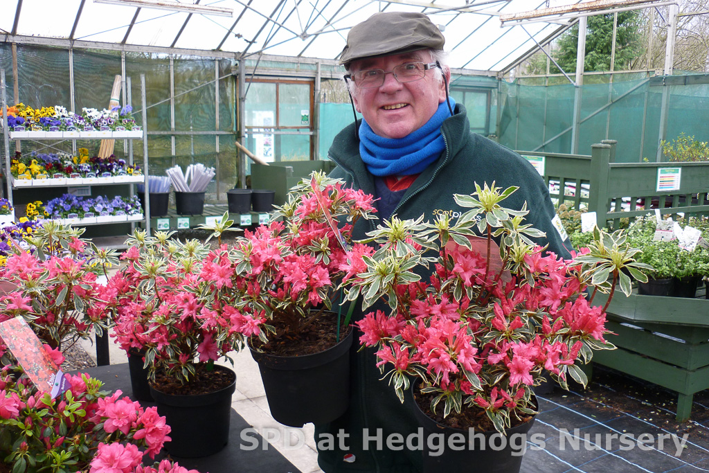 Robert with new Azaleas have arrived! Fully Budded and ready for the garden