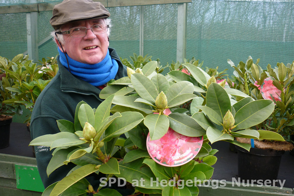 rhodos at Scot Plants Direct at Hedgehogs Nursery