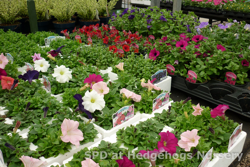 bedding plants to fill those baskets & tubs!